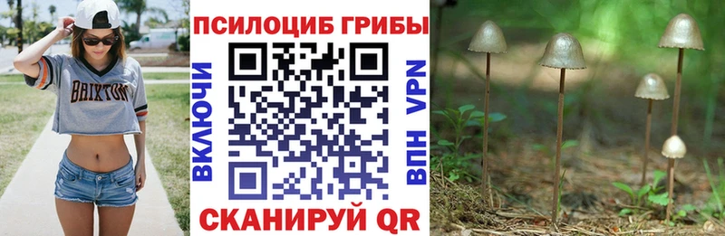 Купить закладки  Кохма  Галлюциногенные грибы мицелий 